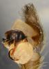 Trochosa ruricola